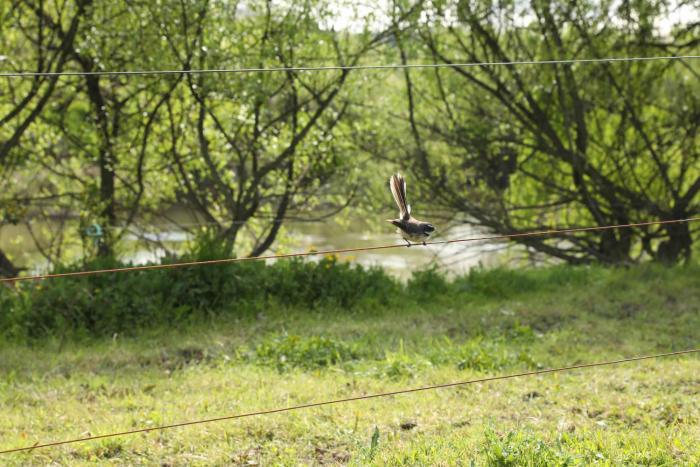 somersal bed and breakfast