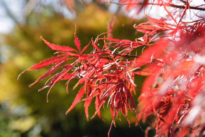 somersal bed and breakfast