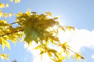 somersal bed and breakfast