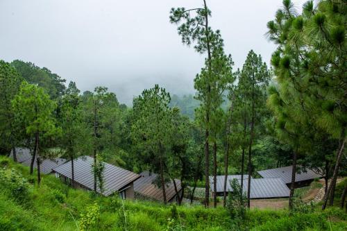 amaya kasauli