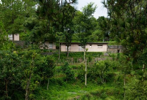 amaya kasauli