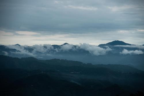 amaya kasauli