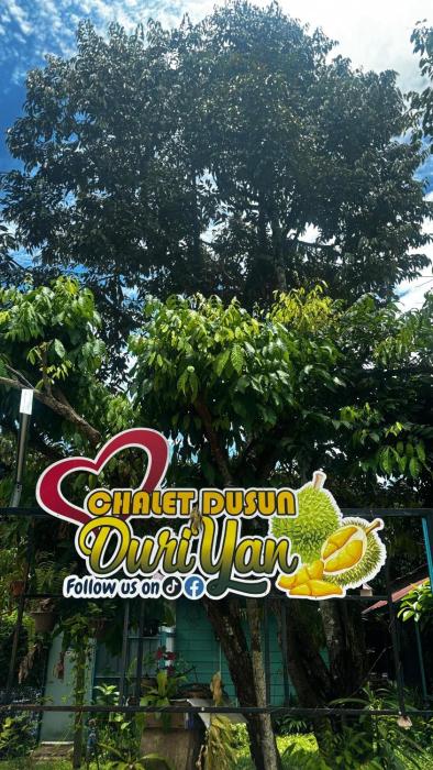 capital o 91153 chalet dusun duriyan
