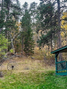 ponderosa pines