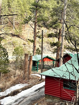 ponderosa pines