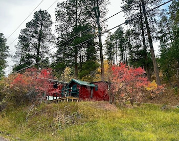 ponderosa pines