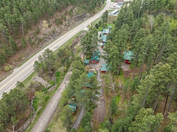 ponderosa pines