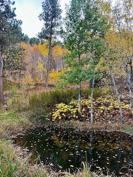 Ponderosa Pines,,2 star