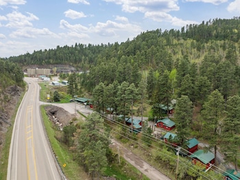 ponderosa pines