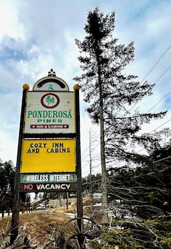 ponderosa pines