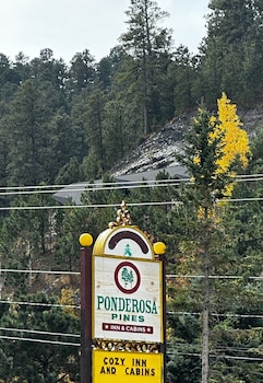 ponderosa pines