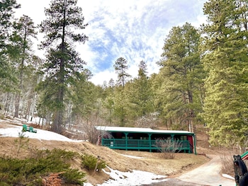ponderosa pines