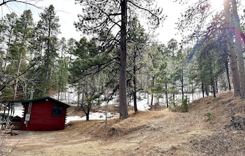 ponderosa pines
