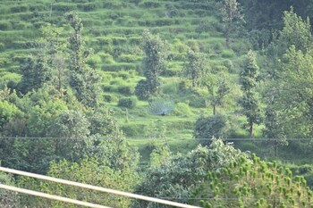the wild planet treehouses and cottages