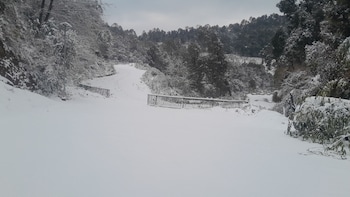 the wild planet treehouses and cottages