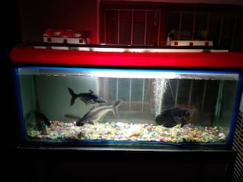 siddhivinayak temple guest house