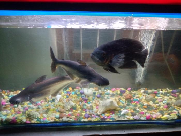 siddhivinayak temple guest house