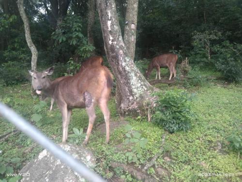 green mount residency