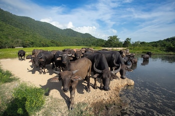 suan pa khao lom homestay