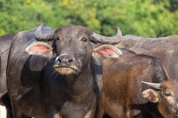 suan pa khao lom homestay