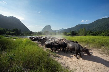 suan pa khao lom homestay