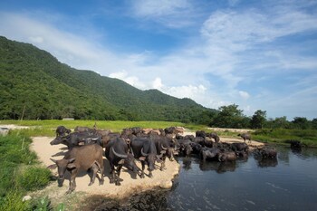 suan pa khao lom homestay