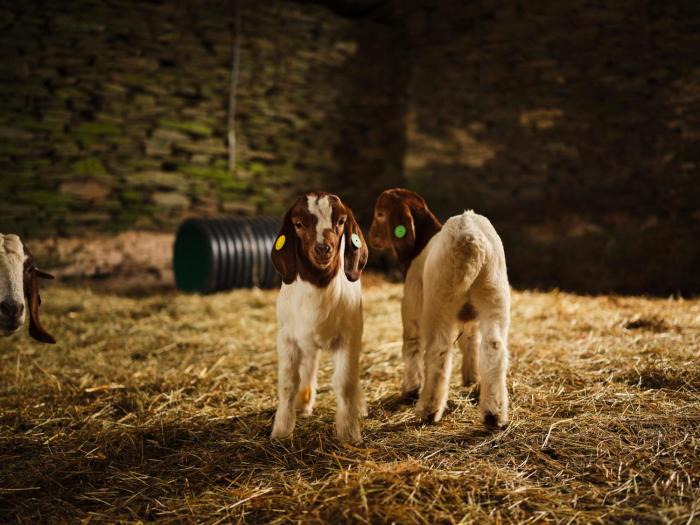 fowlescombe farm