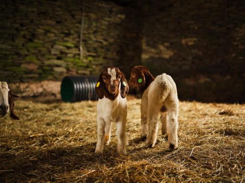 fowlescombe farm