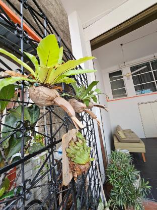 heliconia by treebridge
