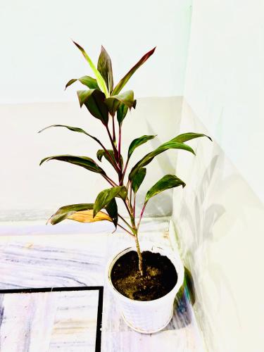 Hotel Bhagwati Palace,,3 star