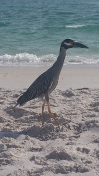 escape coastal resort on casey key