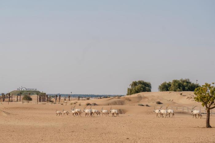 al marmoom oasis luxury experiential desert domes