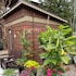 willows lodge