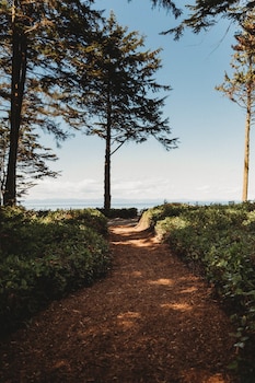 woodland bluff