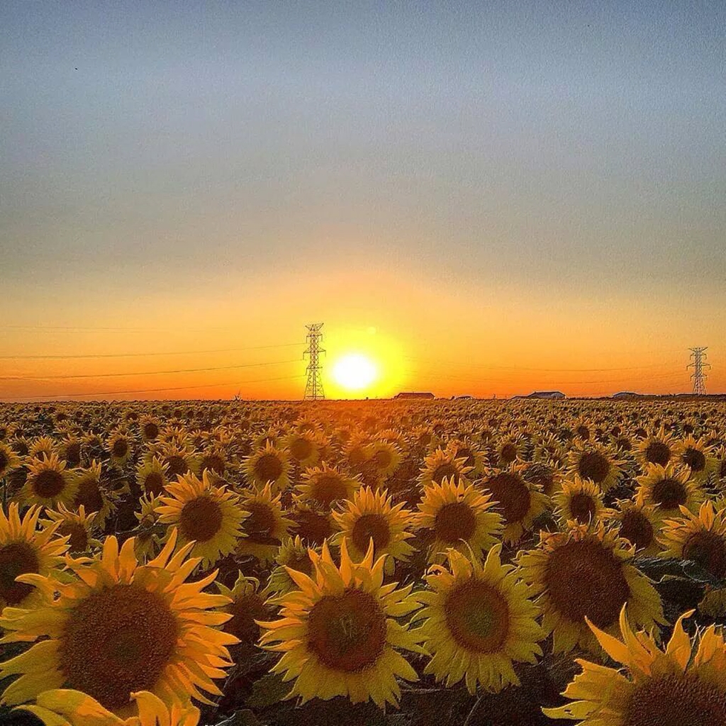 best western el quartelejo inn and suites