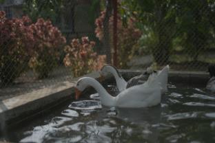 bimalfarm at koroli hills