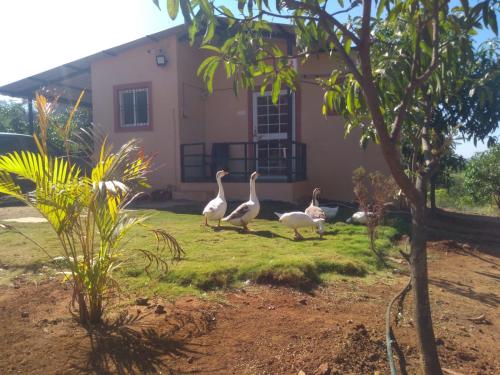 bimalfarm at koroli hills