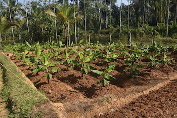 jeevess retreat wayanad