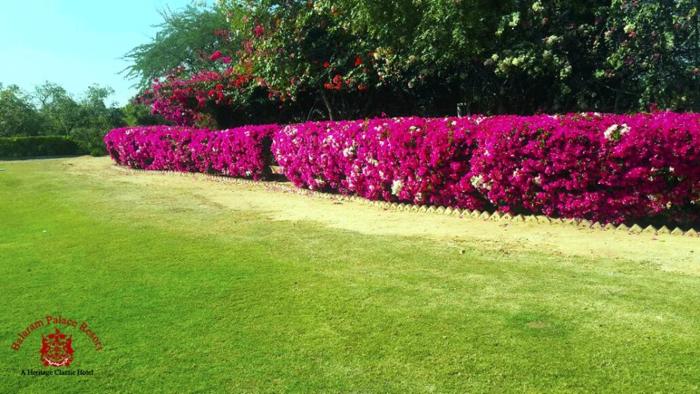 balaram palace resort