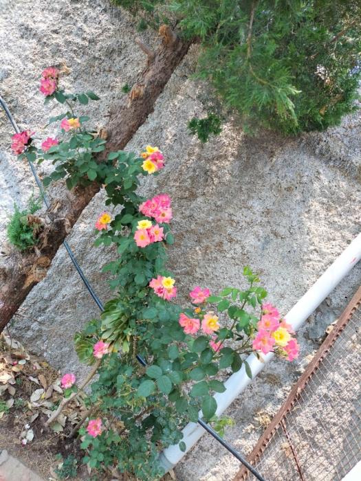 jaishnavi homestay and restaurant