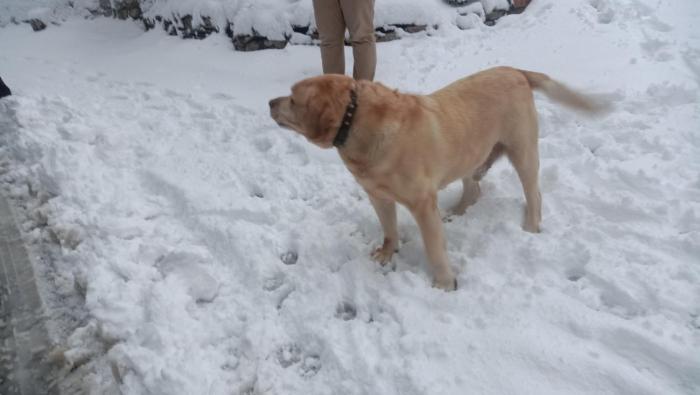 jaishnavi homestay and restaurant