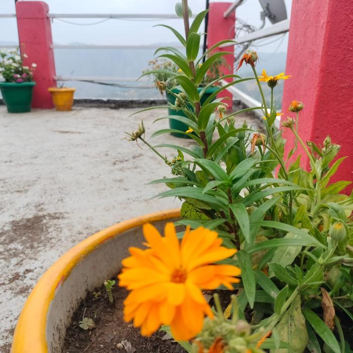 jaishnavi homestay and restaurant