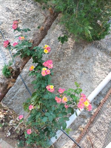 jaishnavi homestay and restaurant