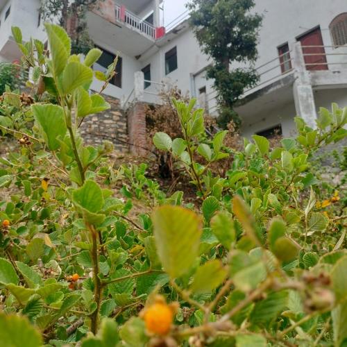 jaishnavi homestay and restaurant