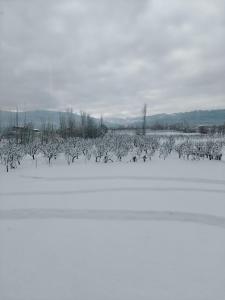 gulmarg orchard