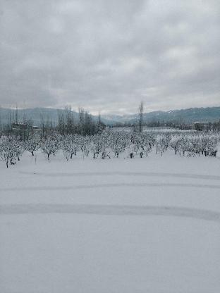 gulmarg orchard