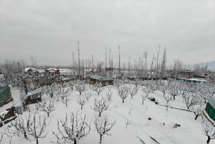 gulmarg orchard