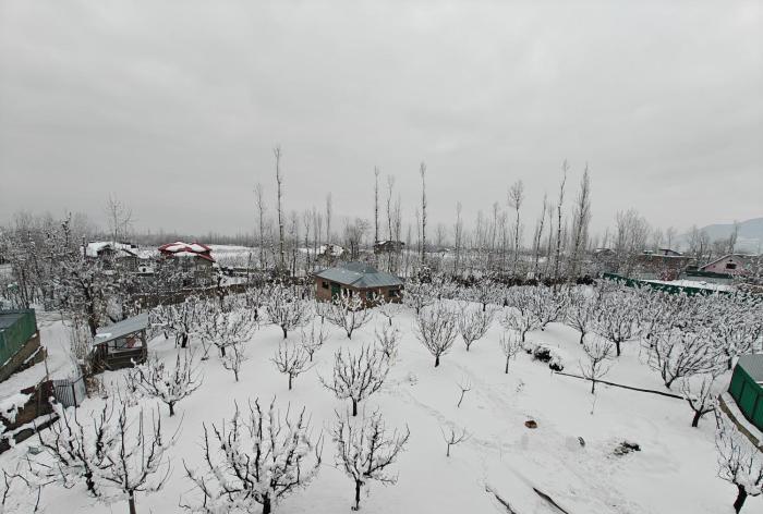 gulmarg orchard