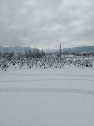 gulmarg orchard