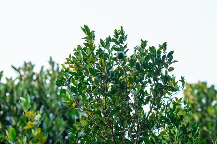 hill rows plantation and forest exp by greenescapes